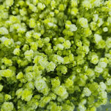 Load image into Gallery viewer, Close-up of Green Baby&#39;s Breath (Gypsophila) flower filler