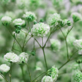 Load image into Gallery viewer, Close-up of Green Baby&#39;s Breath (Gypsophila) Blooms