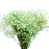 Load image into Gallery viewer, Green Baby&#39;s Breath (Gypsophila) filler flower for DIY Wedding &amp; Events floral arrangements 