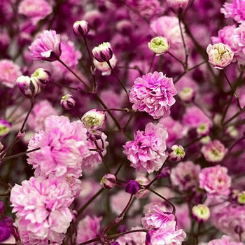 Close-up of Hot Pink Baby's Breath (Gypsophila) Flower filler