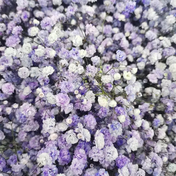 BABY'S BREATH (GYPSOPHYILIA) LAVANDER 250g - bloombybunches