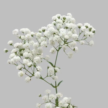Close-up Baby's Breath filler - bloombybunches