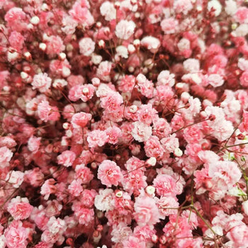 BABY'S BREATH (GYPSOPHYILIA)LIGHT PINK 250g - bloombybunches