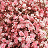 Load image into Gallery viewer, BABY&#39;S BREATH (GYPSOPHYILIA)LIGHT PINK 250g - bloombybunches