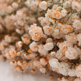 Load image into Gallery viewer, Close-up  BABY&#39;S BREATH (GYPSOPHYILIA) ORANGE 250g - bloombybunches