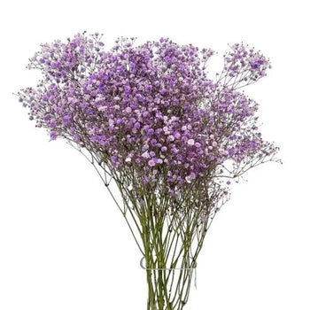 BABY'S BREATH Bouquet (GYPSOPHYILIA) PURPLE 250g - bloombybunches