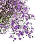 Load image into Gallery viewer, Close-up  BABY&#39;S BREATH (GYPSOPHYILIA) PURPLE 250g - bloombybunches