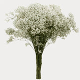 Load image into Gallery viewer, BABY&#39;S BREATH(GYPSOPHYILIA) - WHITE MILLION STAR (250g) - bloombybunches