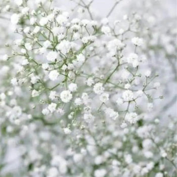 BABY’S BREATH(GYPSOPHYILIA) - WHITE MILLION STAR (250g)- DIY Wedding & Events Flowers - White / 70CM / 1 - Fresh Cut