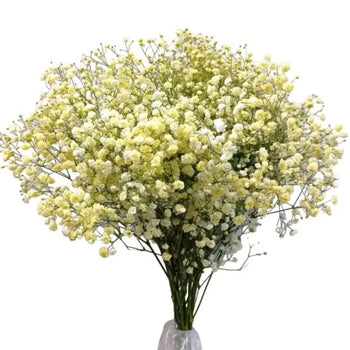 BABY'S BREATH (GYPSOPHYILIA) YELLOW GYPSOPHILA 250g - bloombybunches