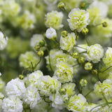 Load image into Gallery viewer, Close Up of BABY&#39;S BREATH (GYPSOPHYILIA) YELLOW GYPSOPHILA 250g - bloombybunches