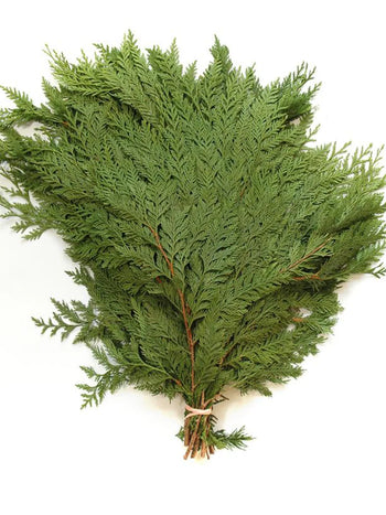 BC Cedar Bundle