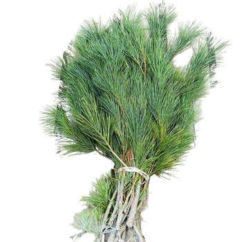 BC WHITE PINE