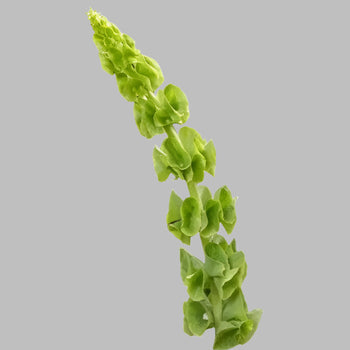 BELLS OF IRELAND 70CM - bloombybunches