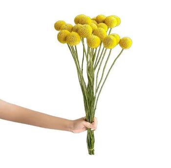 BILLY BALLS /CRASPEDIA NATURAL YELLOW Flowers Bouquet- bloombybunches