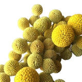 Load image into Gallery viewer, Close up of BILLY BALLS /CRASPEDIA NATURAL YELLOW - bloombybunches