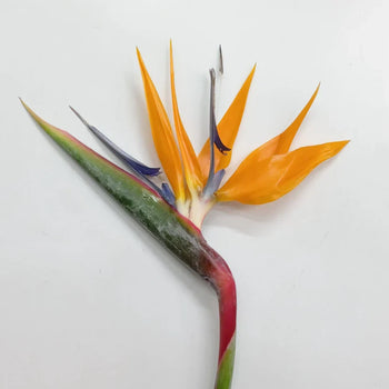 Birds of Paradise tropical flower with vibrant orange and purplish-blue petals on a long green stem