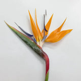 Load image into Gallery viewer, Birds of Paradise tropical flower with vibrant orange and purplish-blue petals on a long green stem