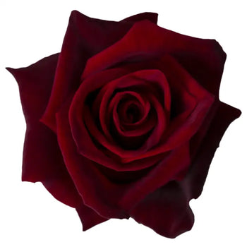 BLACK BACCARA BURGUNDY ROSE - Burgundy / 50CM / 25 - Fresh Cut Flowers