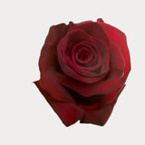 Load image into Gallery viewer, ROSE BLACK BACCARA RED 50CM - bloombybunches