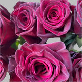 Load image into Gallery viewer, ROSE BLACK BACCARA RED 50CM - bloombybunches