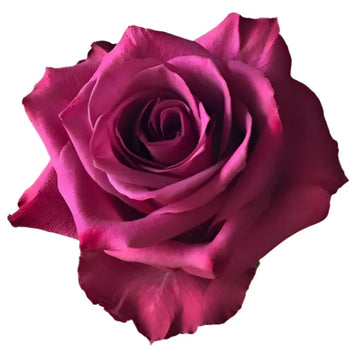 ROSE BLUE BERRY LAVANDER(RED PURPLE) 50CM - bloombybunches