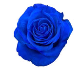 Load image into Gallery viewer, TINTED ROSE BLUE - bloombybunches