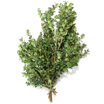GREEN BOXWOOD