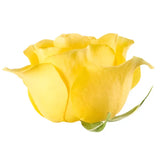 Load image into Gallery viewer, ROSE BRIGHTON YELLOW 50CM - bloombybunches