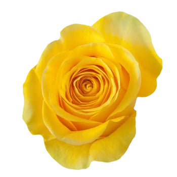 BRIGHTON YELLOW ROSE - bloombybunches