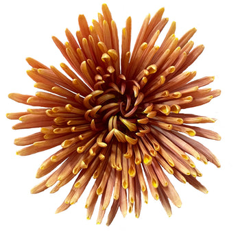Close-up of a bronze spider chrysanthemum Anastasia mum with elongated petals radiating outward on a white background