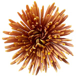 Load image into Gallery viewer, Close-up of a bronze spider chrysanthemum Anastasia mum with elongated petals radiating outward on a white background