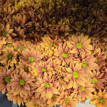 Close-up of bronze daisy flowers with light green centers in a dense bouquet arrangement