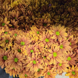 Load image into Gallery viewer, Close-up of bronze daisy flowers with light green centers in a dense bouquet arrangement