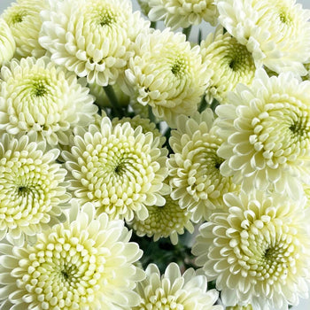 Close-up of white Chrysanthemum Spray Button flowers with layered petals and green centers