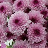 Load image into Gallery viewer, Chrysanthemum Spray Button Pink