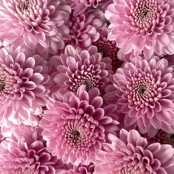 Close-up of pink Chrysanthemum Spray Button flowers with round, textured blooms ideal for bouquets and centerpieces
