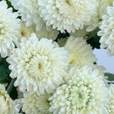 Load image into Gallery viewer, Chrysanthemum  Button White