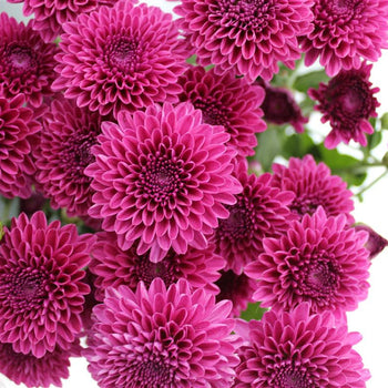 Purple Chrysanthemum Spray Button flowers close-up with textured round blooms and green stems