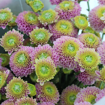 Chrysanthemum Spray Button Salmon flowers with round textured blooms in salmon and green shades, ideal filler for bouquets and arrangements