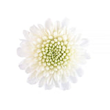 Load image into Gallery viewer, Chrysanthemum Spray Button White - zip