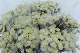Load image into Gallery viewer, Chrysanthemum Spray Button White - zip