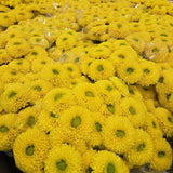 Load image into Gallery viewer, Close-up of vibrant yellow Chrysanthemum Spray Button flowers with green centers in a dense bunch