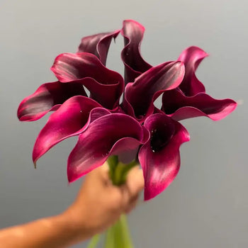 Calla Lily Mini BURGUNDY (’BLACK’) -DIY Wedding & Event Flower - Burgundy / 30-40CM / 10 - Flowers