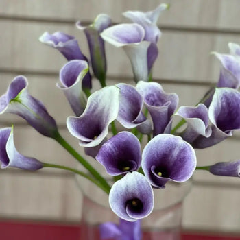 Calla Lily Mini Lavander -DIY Wedding & Event Flower - Lavender / 30-40CM / 10 - Flowers