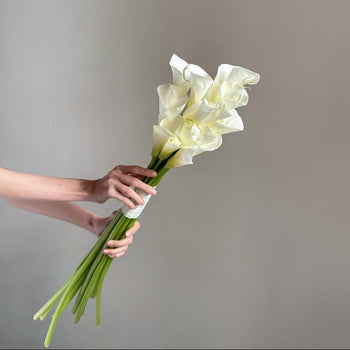Calla Lily Large White - Open Cut