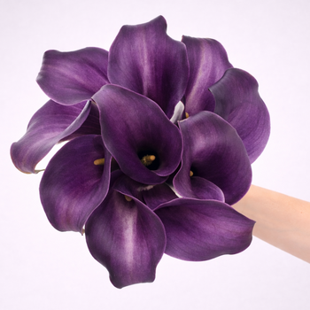Calla Lily Mini Purple
