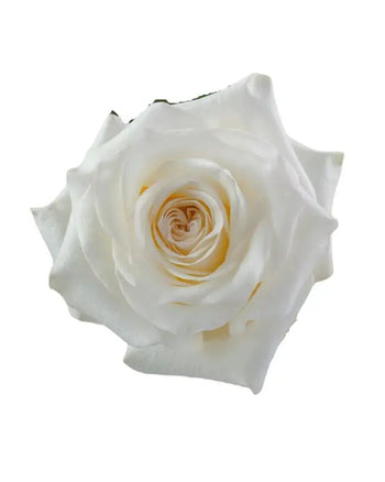 CANDELIGHT WHITE ROSE - bloombybunches