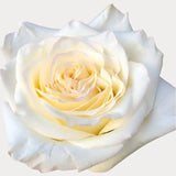 Load image into Gallery viewer, ROSE CANDELIGHT CREAM 50CM - bloombybunches