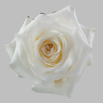 CANDLELIGHT CREAM GARDEN ROSE - bloombybunches